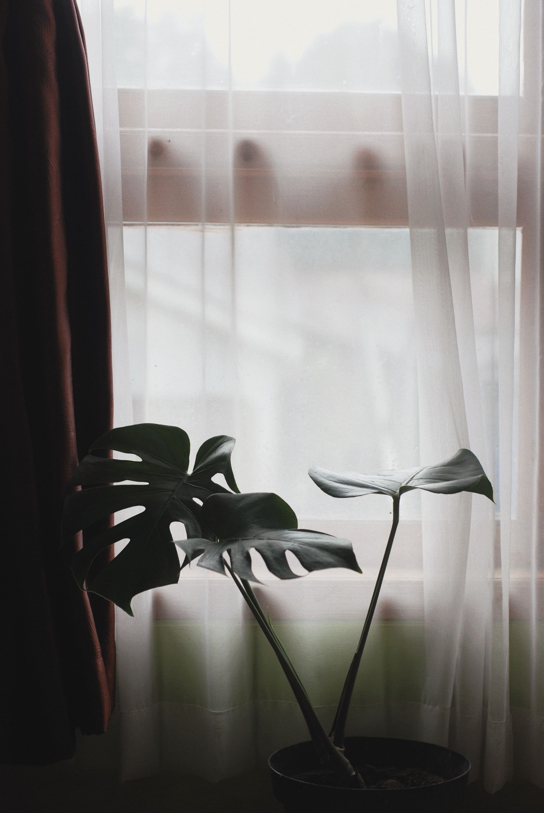Dark green monstera leaves silhouetted against a softly lit curtain.