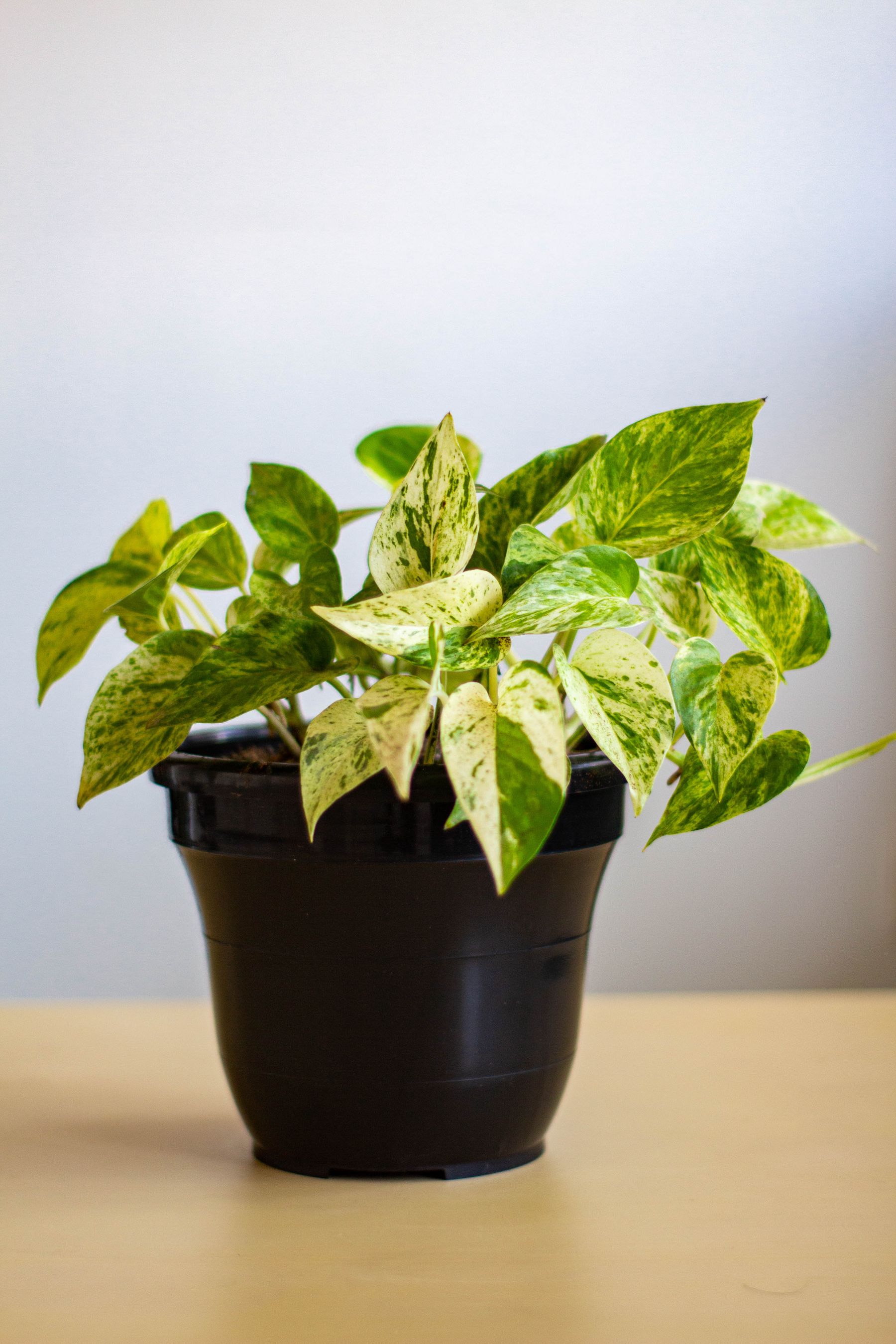Lush variegated pothos with green and cream leaves in a black pot.